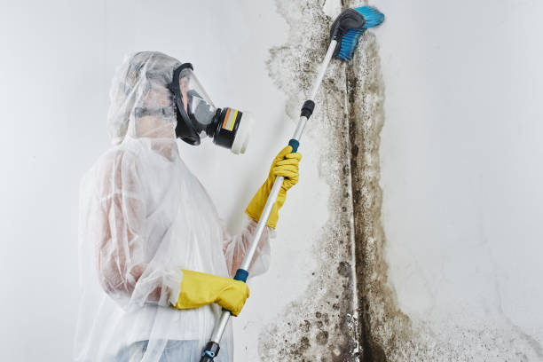 Crawl Space Mold Removal in Ramona, CA