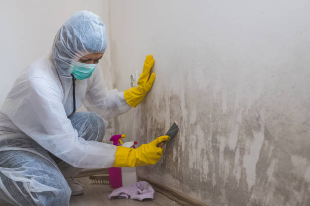 Best Black Mold Removal  in Ramona, CA
