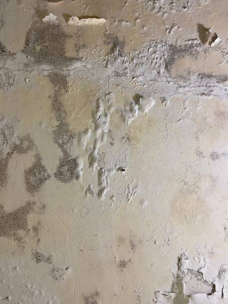 Best Attic Mold Removal  in Ramona, CA