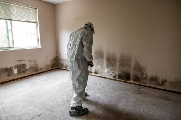 Mold Removal and Inspection in Ramona, CA